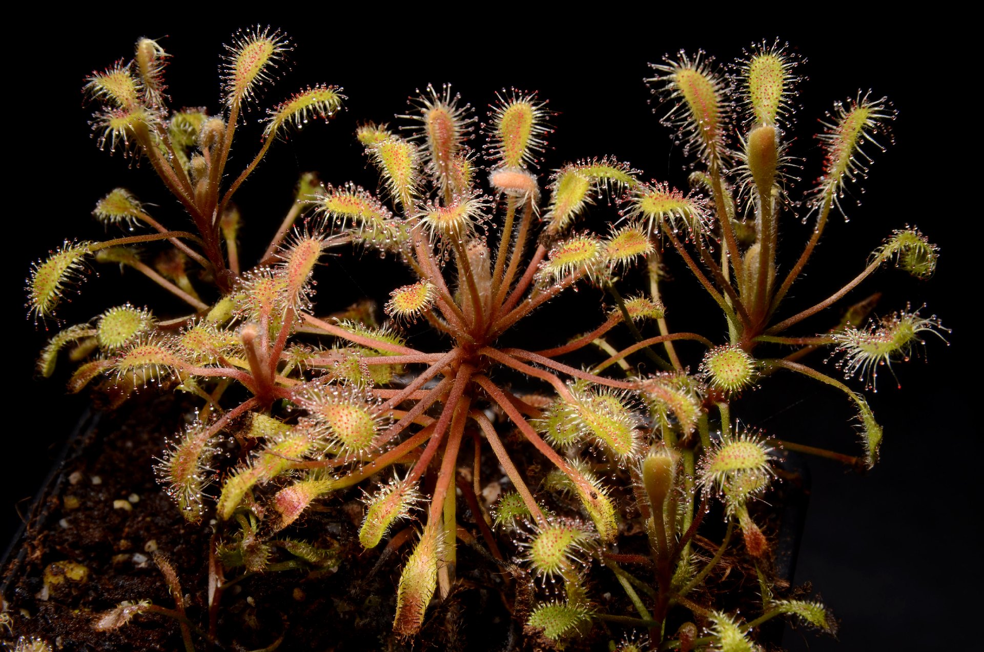 Drosera curvipes