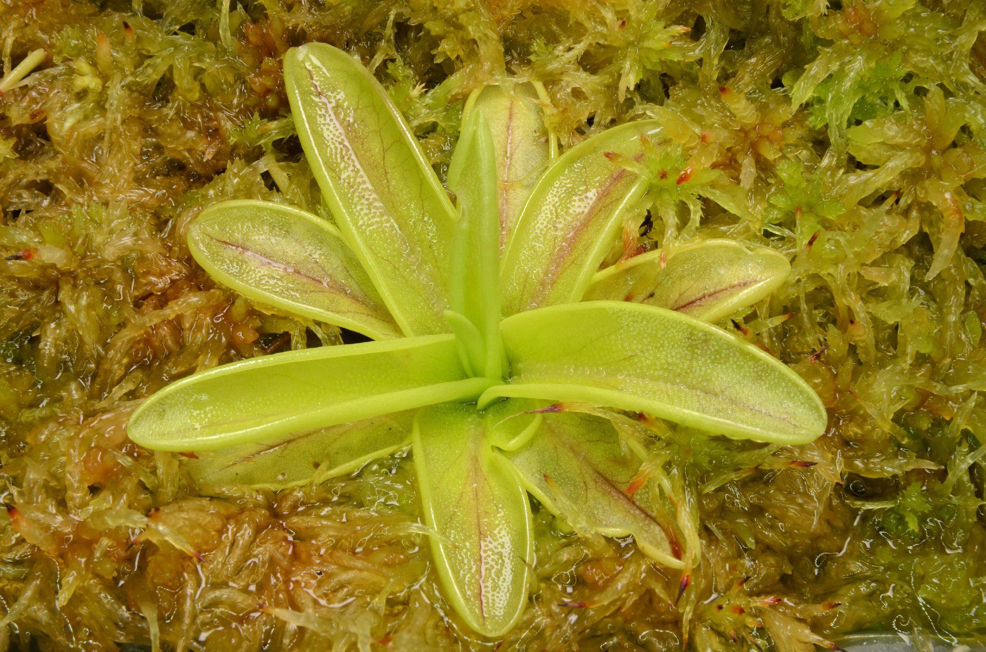 Pinguicula primuliflora "Rose"