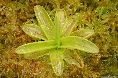 Pinguicula primuliflora "Rose"