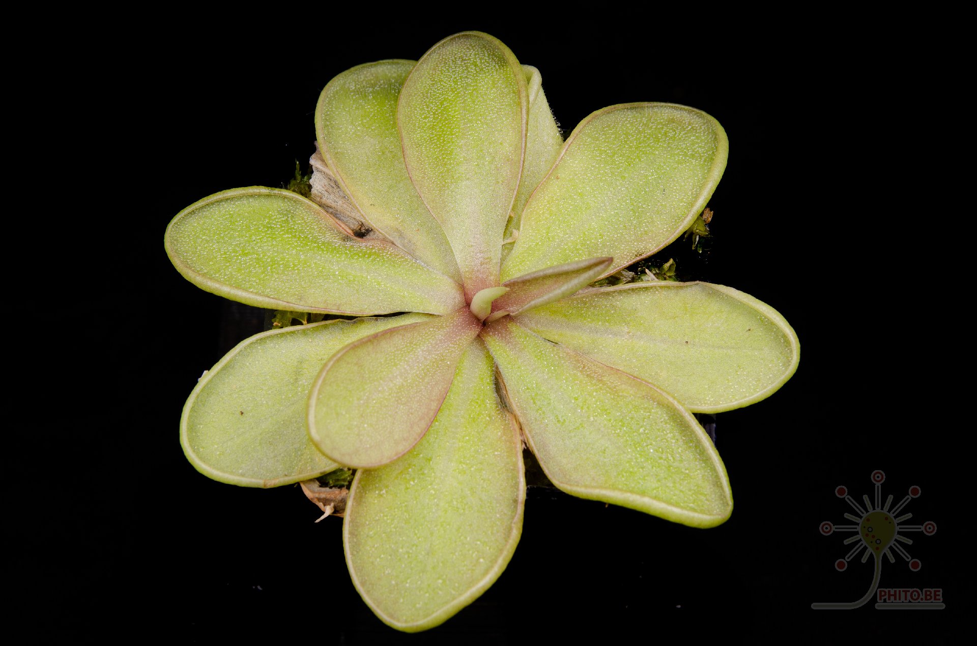 Pinguicula emarginata