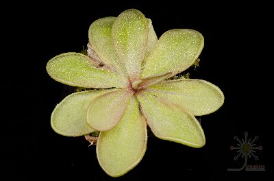 Pinguicula emarginata