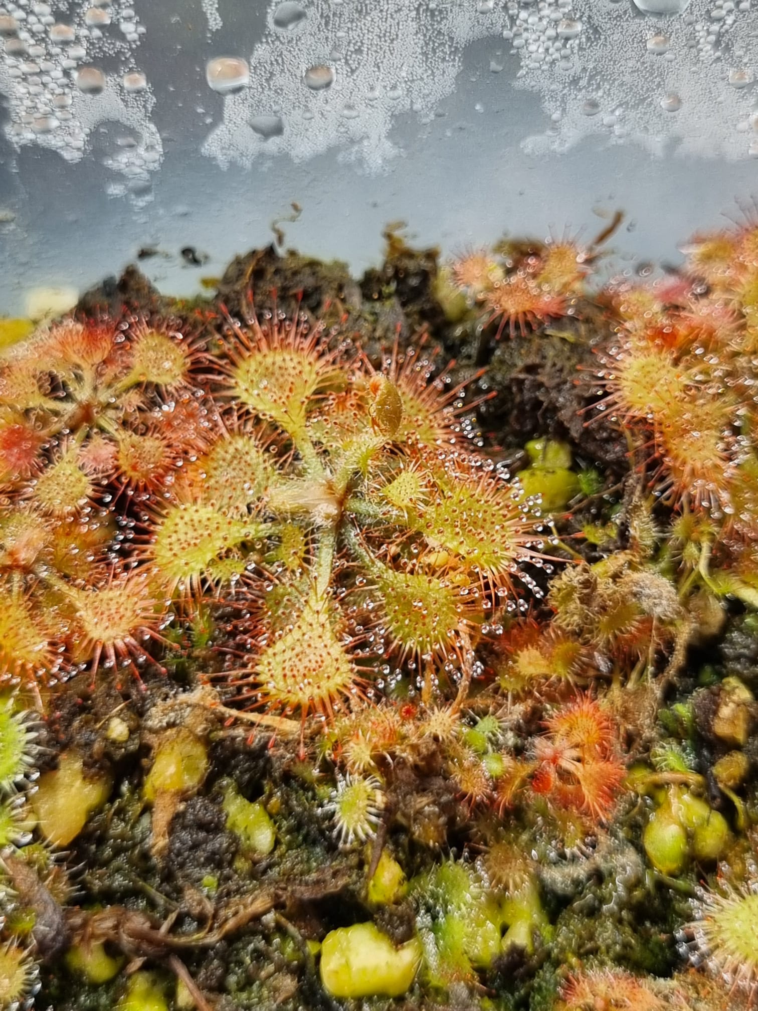 Drosera burkeana