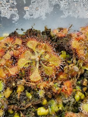 Drosera burkeana