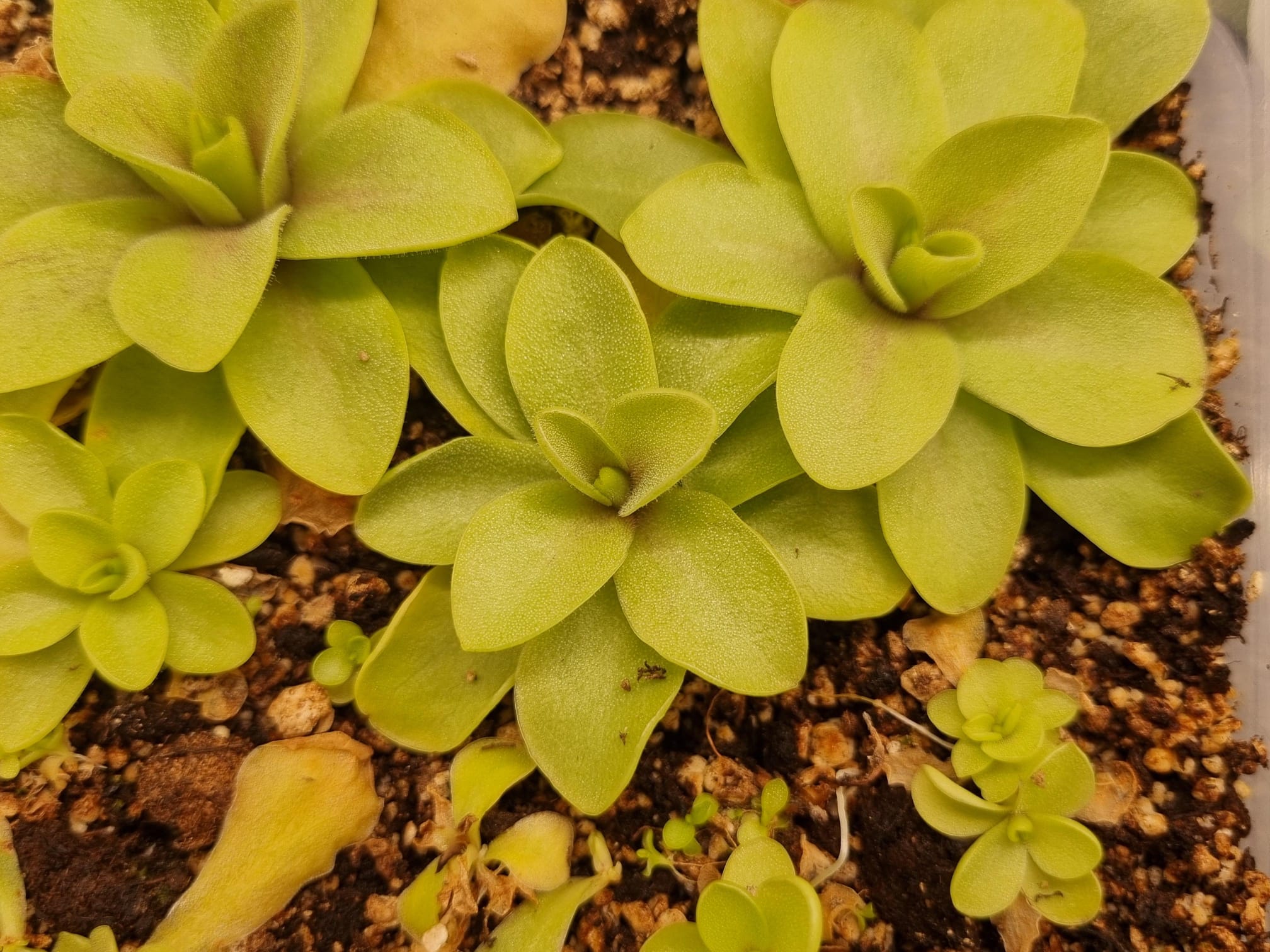 Pinguicula "Razzberry Blonde"