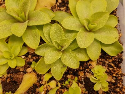 Pinguicula "Razzberry Blonde"