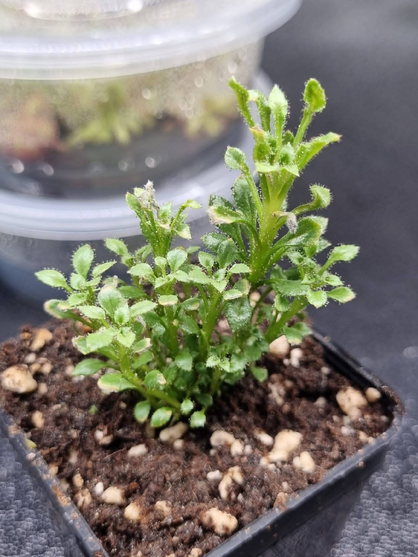 Stylidium pindanicum