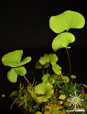 Utricularia reniformis "small form"