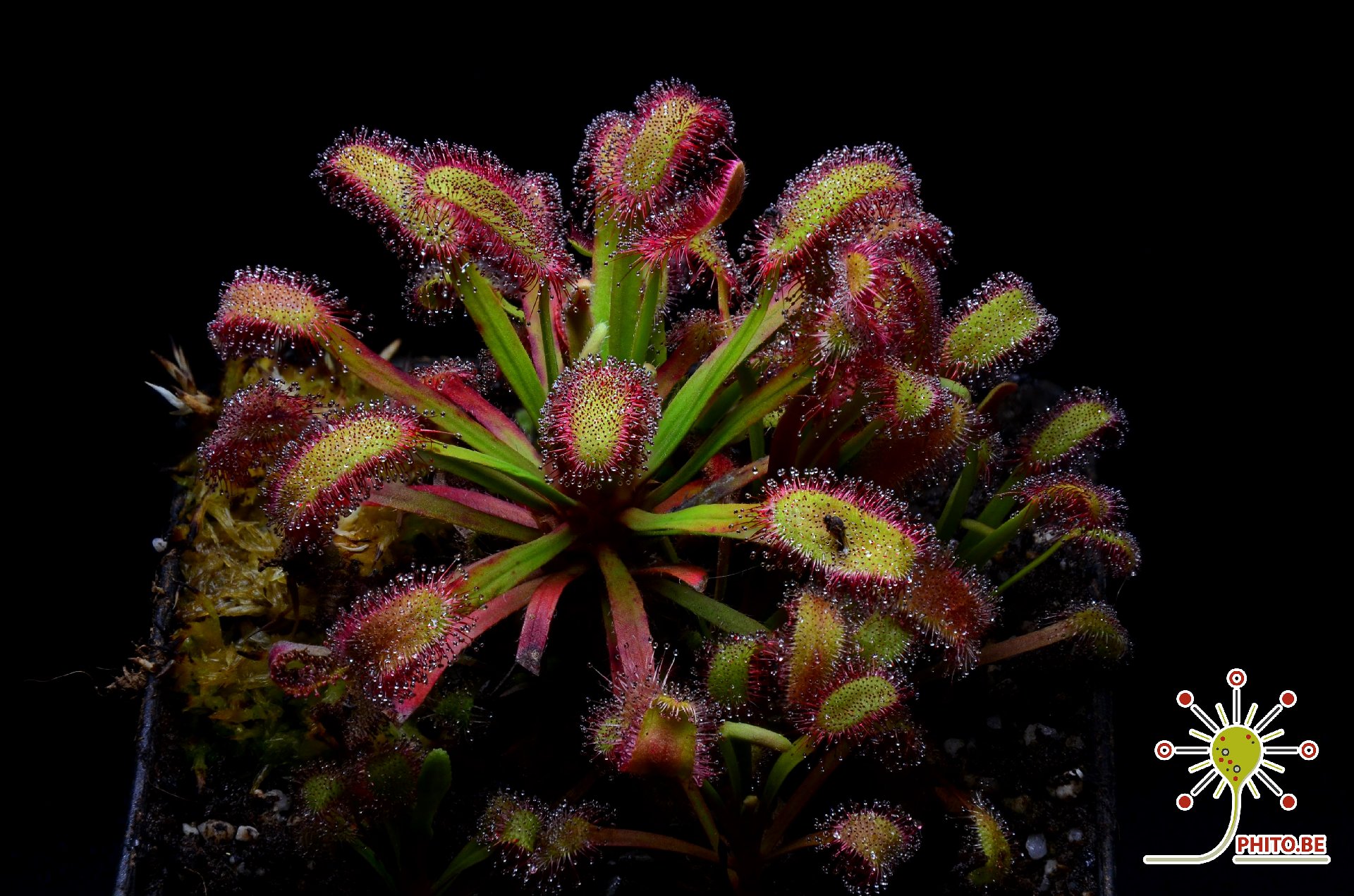 Drosera capensis