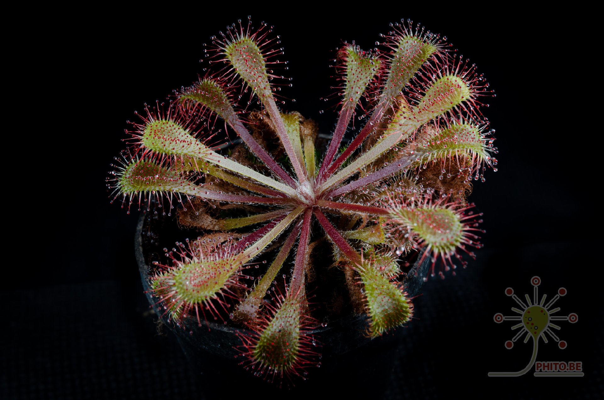 Drosera x "Snyderi"