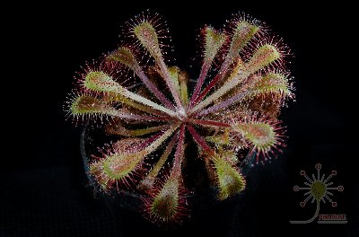 Drosera x "Snyderi"