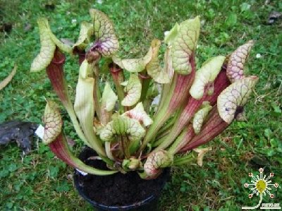 Sarracenia x "catesbaei"