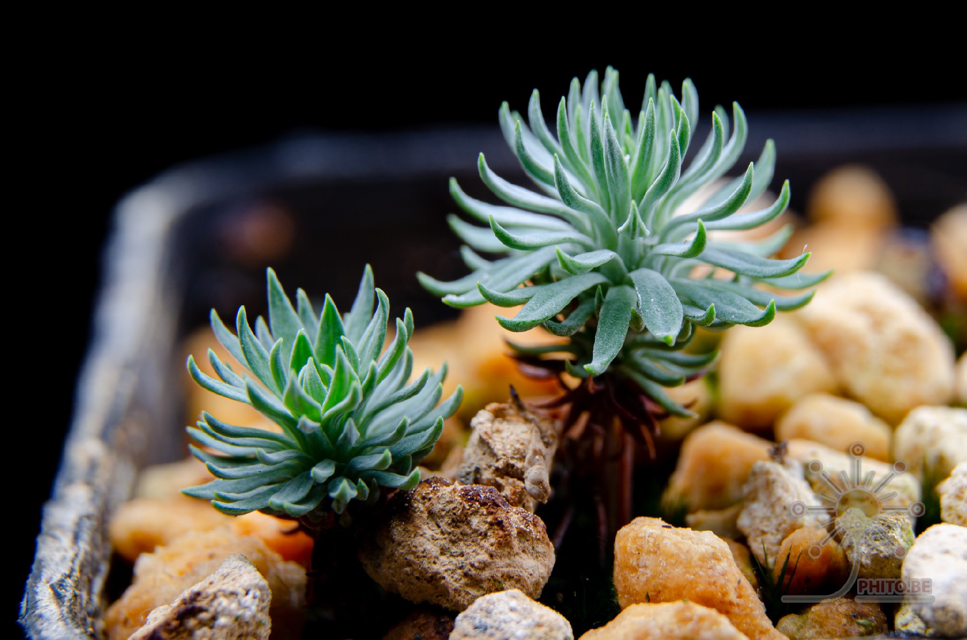 Stylidium tenue