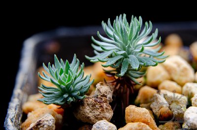 Stylidium tenue