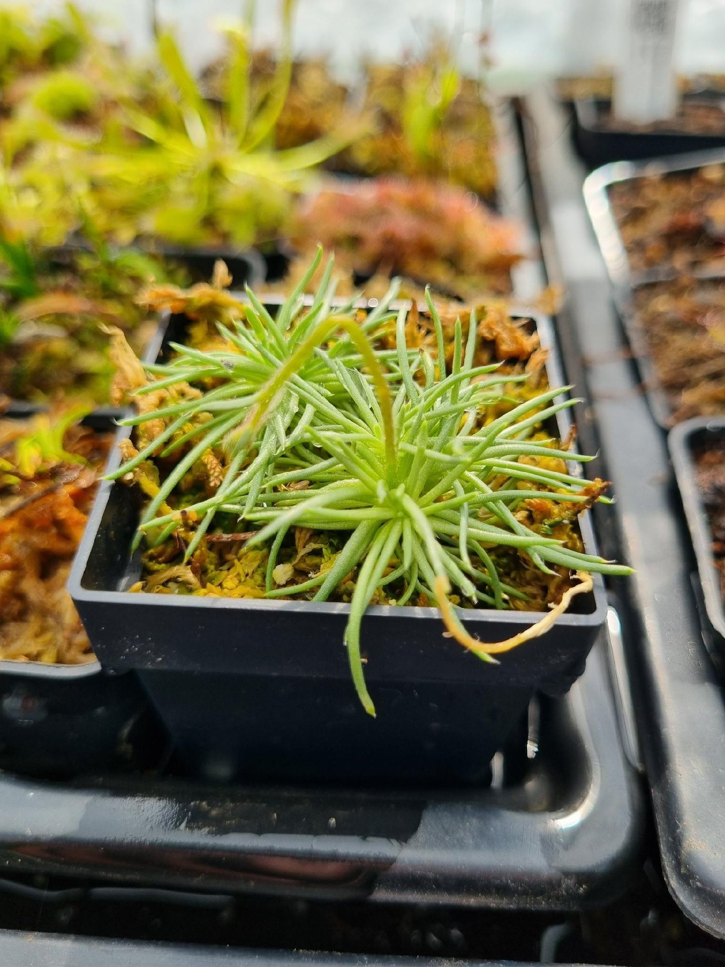 Stylidium desertorum