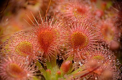Drosera omissa x pulchella
