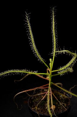 Drosera serpens