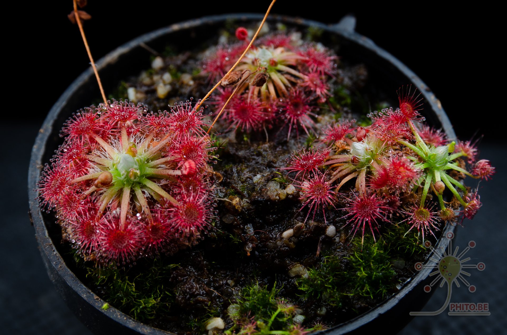 Drosera x "Carbarup"