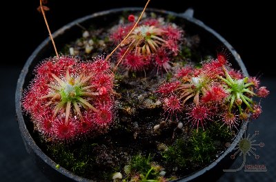 Drosera x "Carbarup"