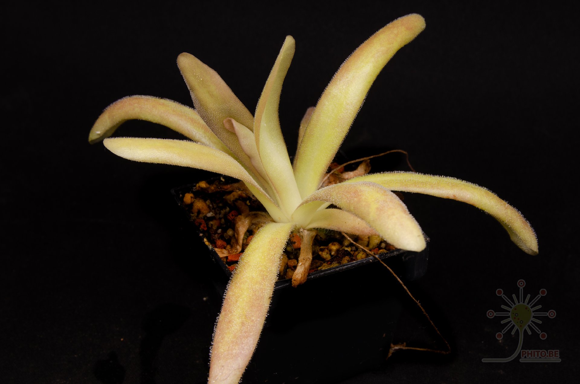 Pinguicula x "Aphrodite"