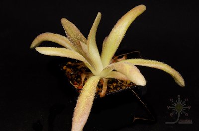 Pinguicula x "Aphrodite"