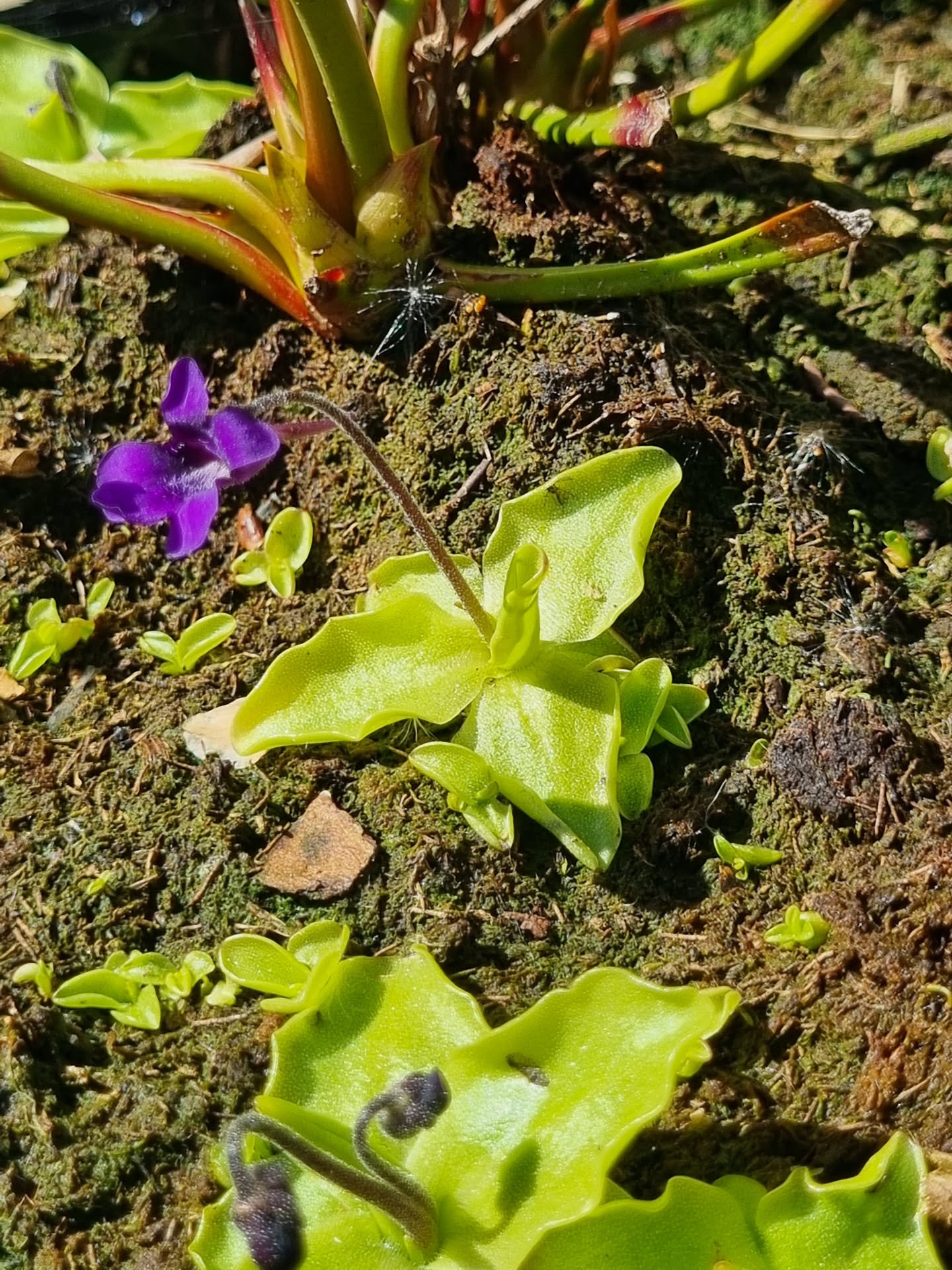Pinguicula grandiflora