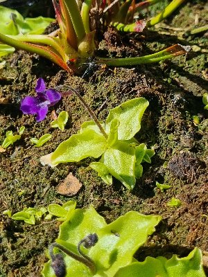 Pinguicula grandiflora