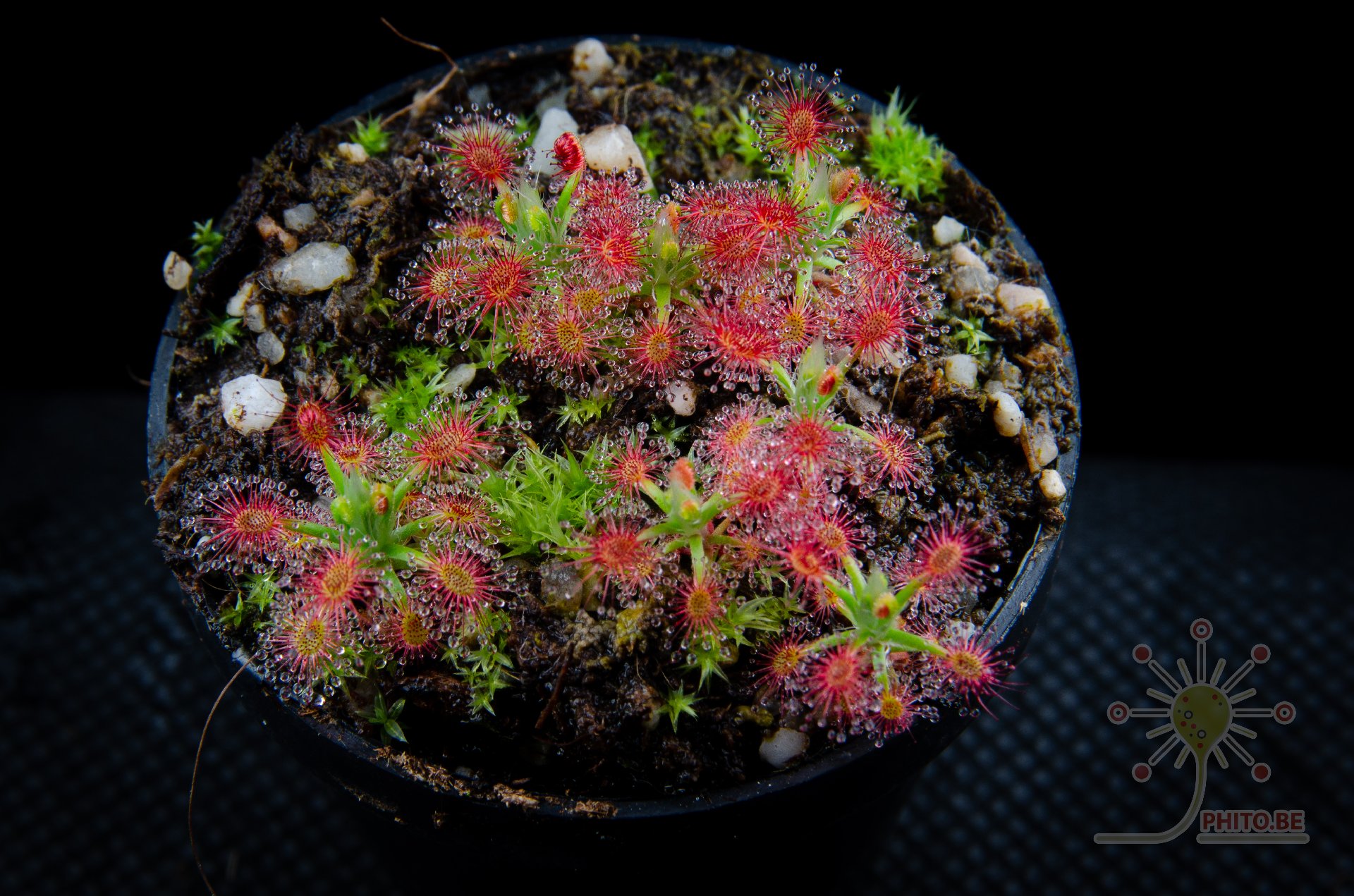 Drosera roseana