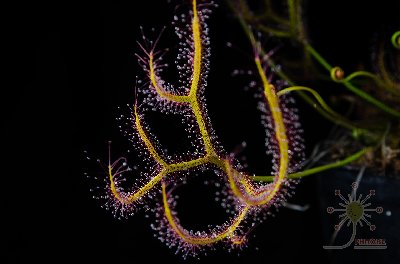 Drosera binata var. multifida