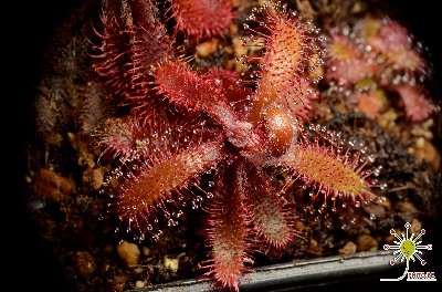 Drosera latifolia "red"