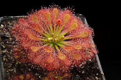 Drosera intermedia x capillaris