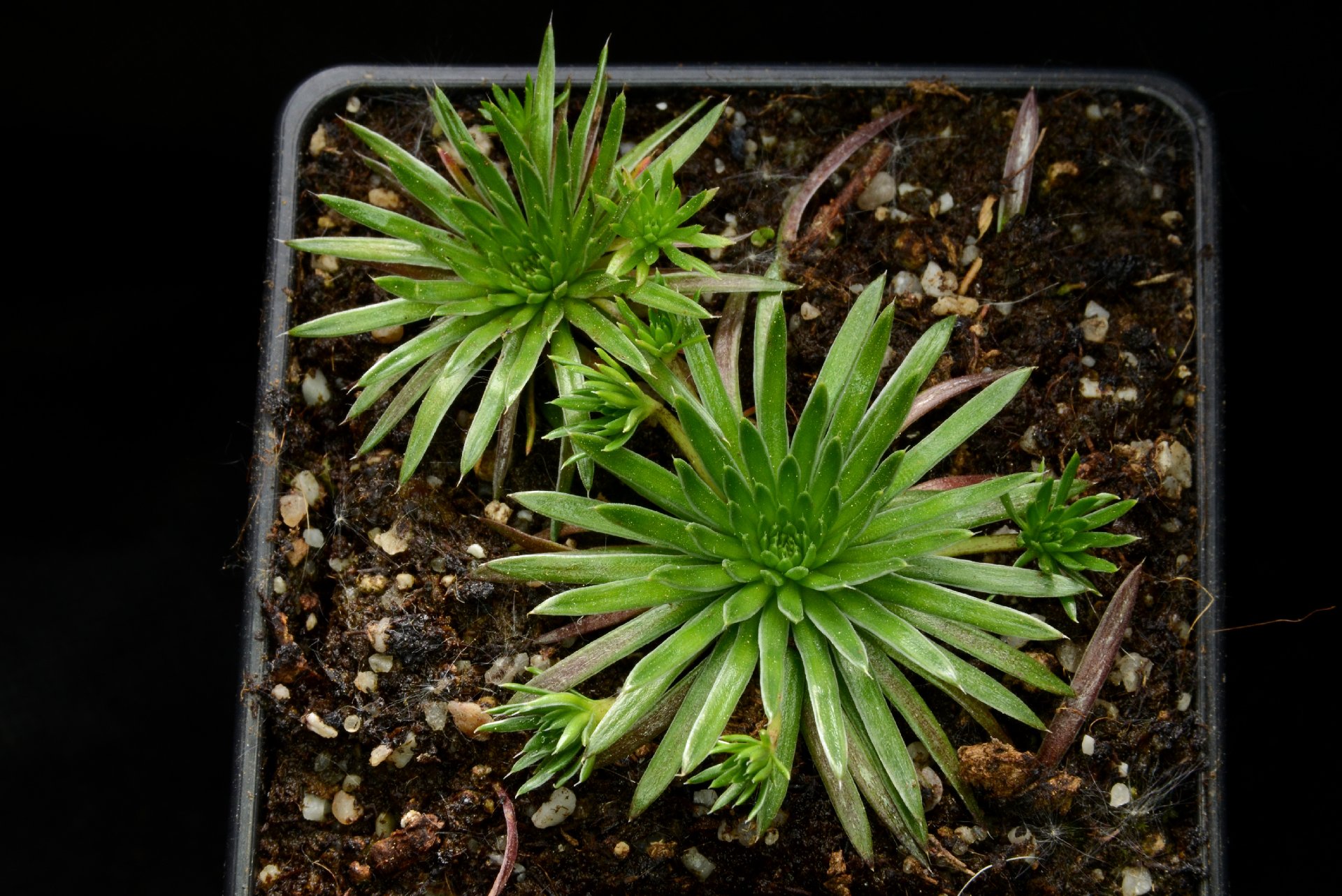 Stylidium corymbosum