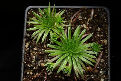 Stylidium corymbosum