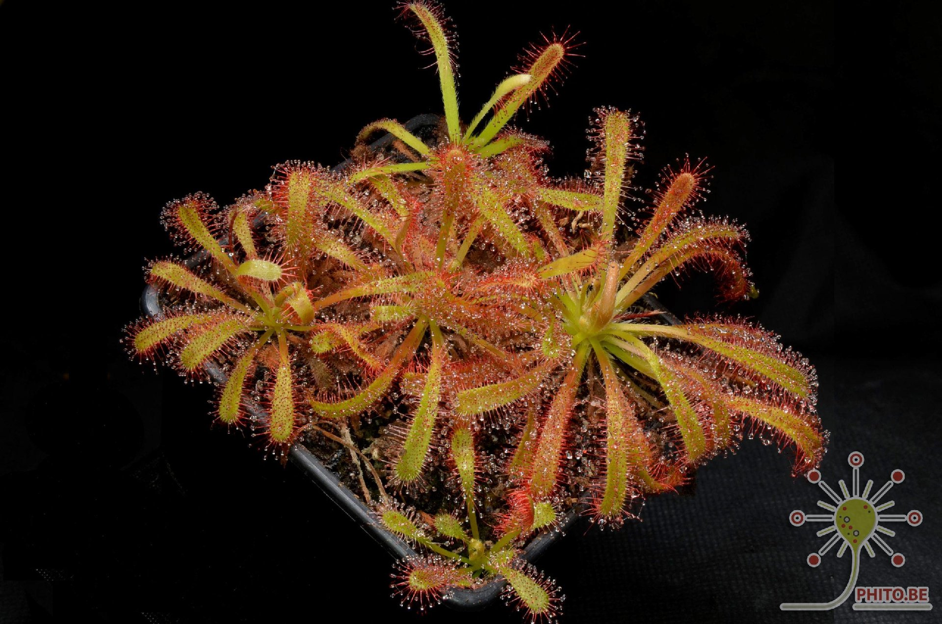 Drosera capensis x aliciae