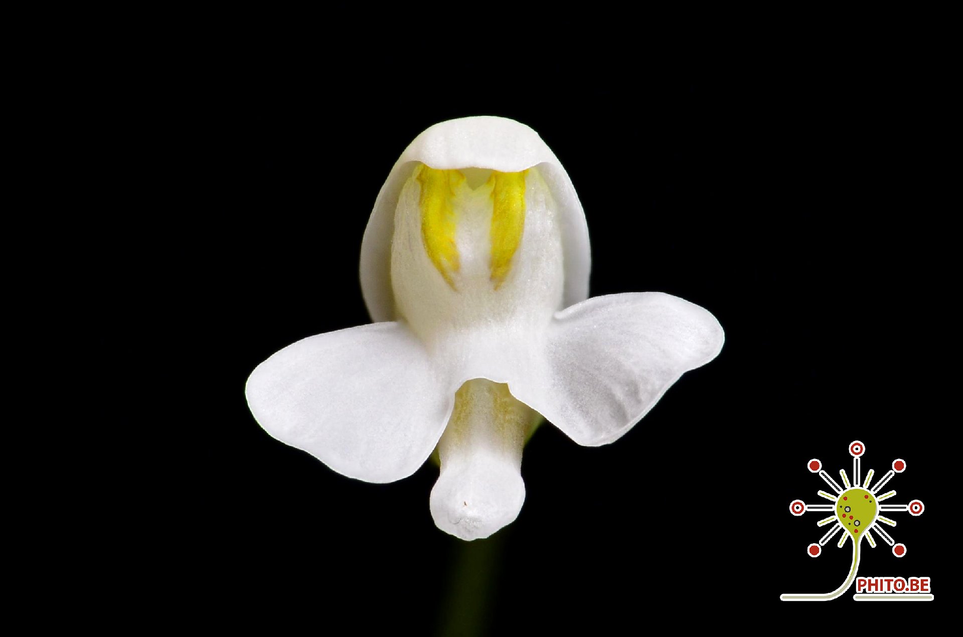 Utricularia nephrophylla "white flower"
