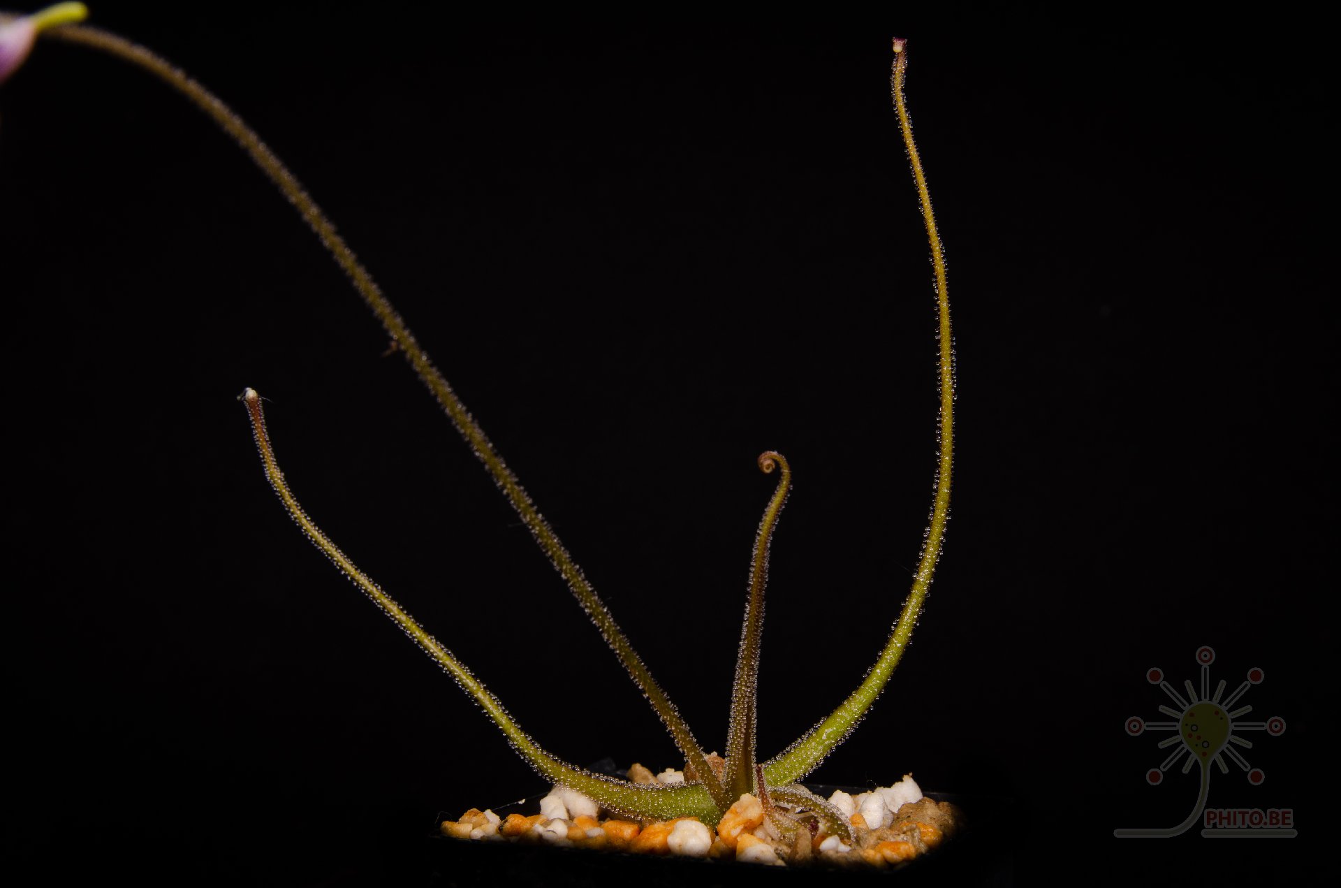 Pinguicula medusina
