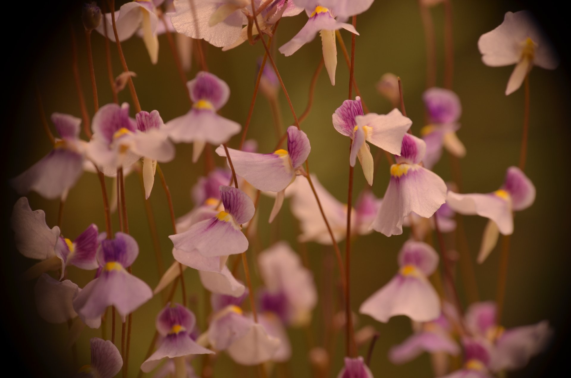 Utricularia blanchetii "pink flower"