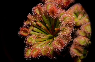 Drosera darwinensis