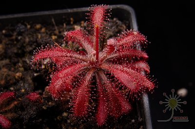 Drosera x fontinalis