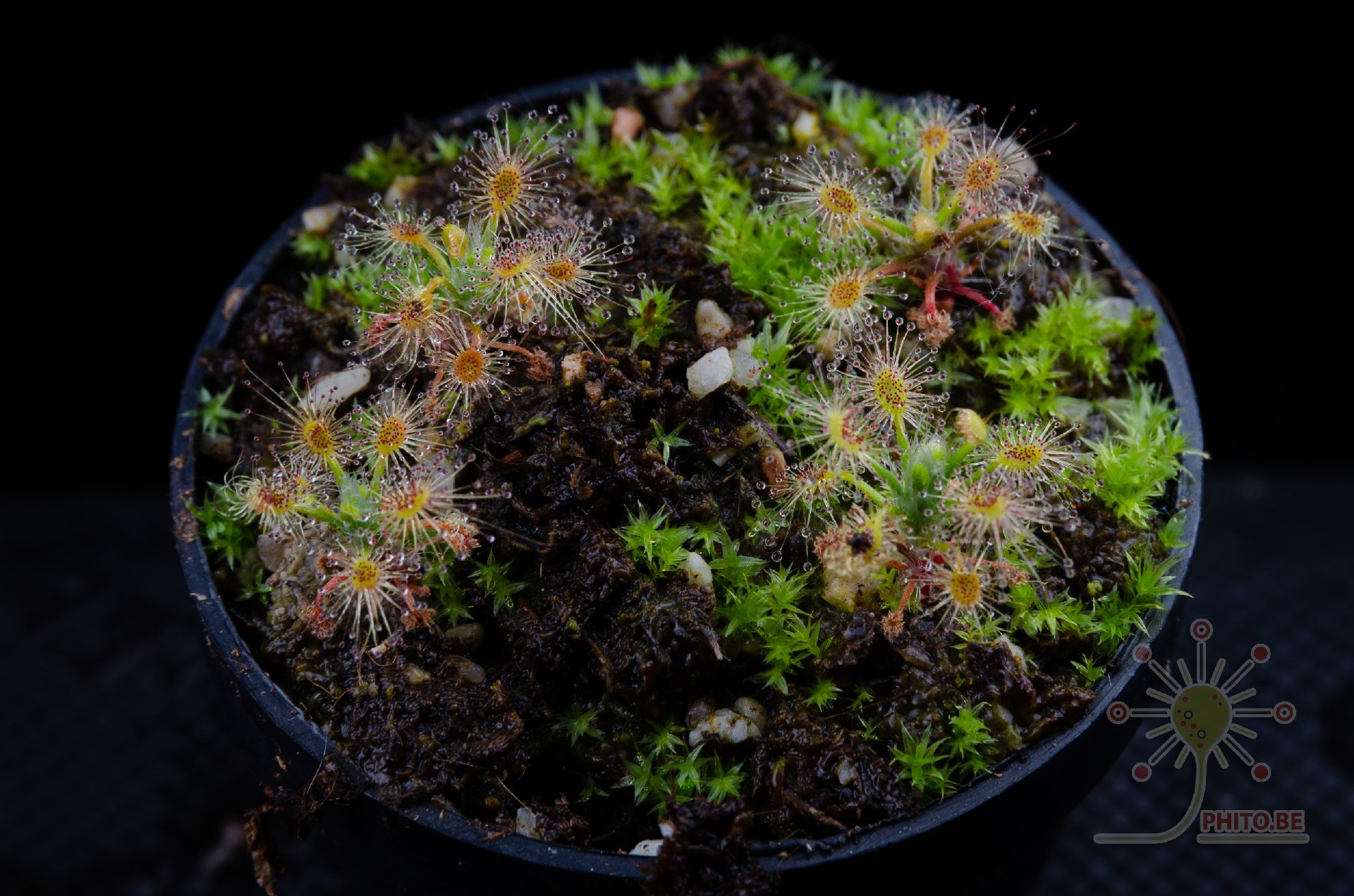 Drosera x "Sippe"