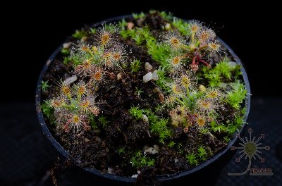 Drosera x "Sippe"