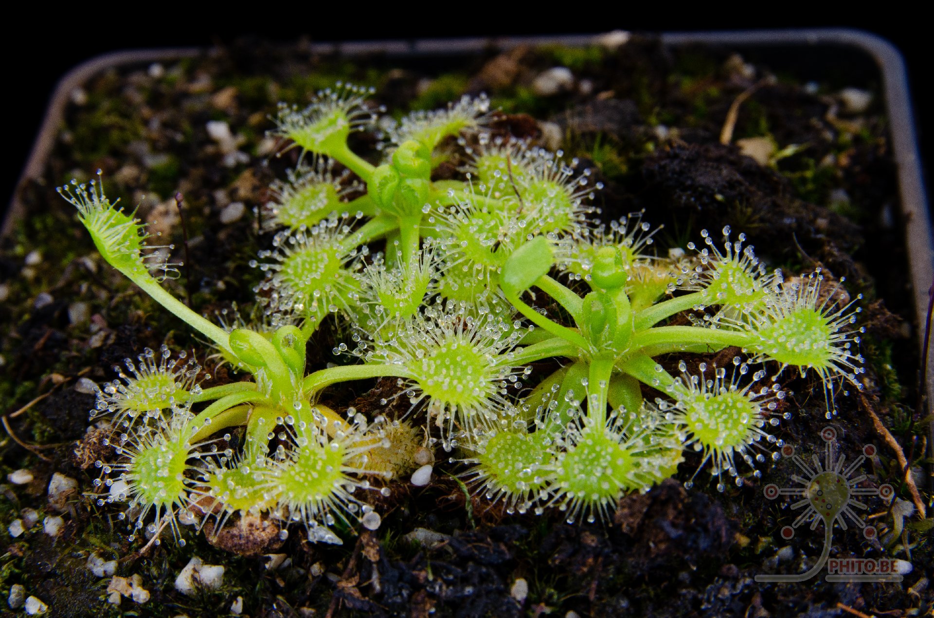 Drosera rotundifolia "anthocyanin free"