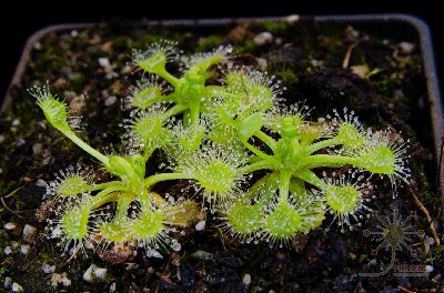 Drosera rotundifolia "anthocyanin free"