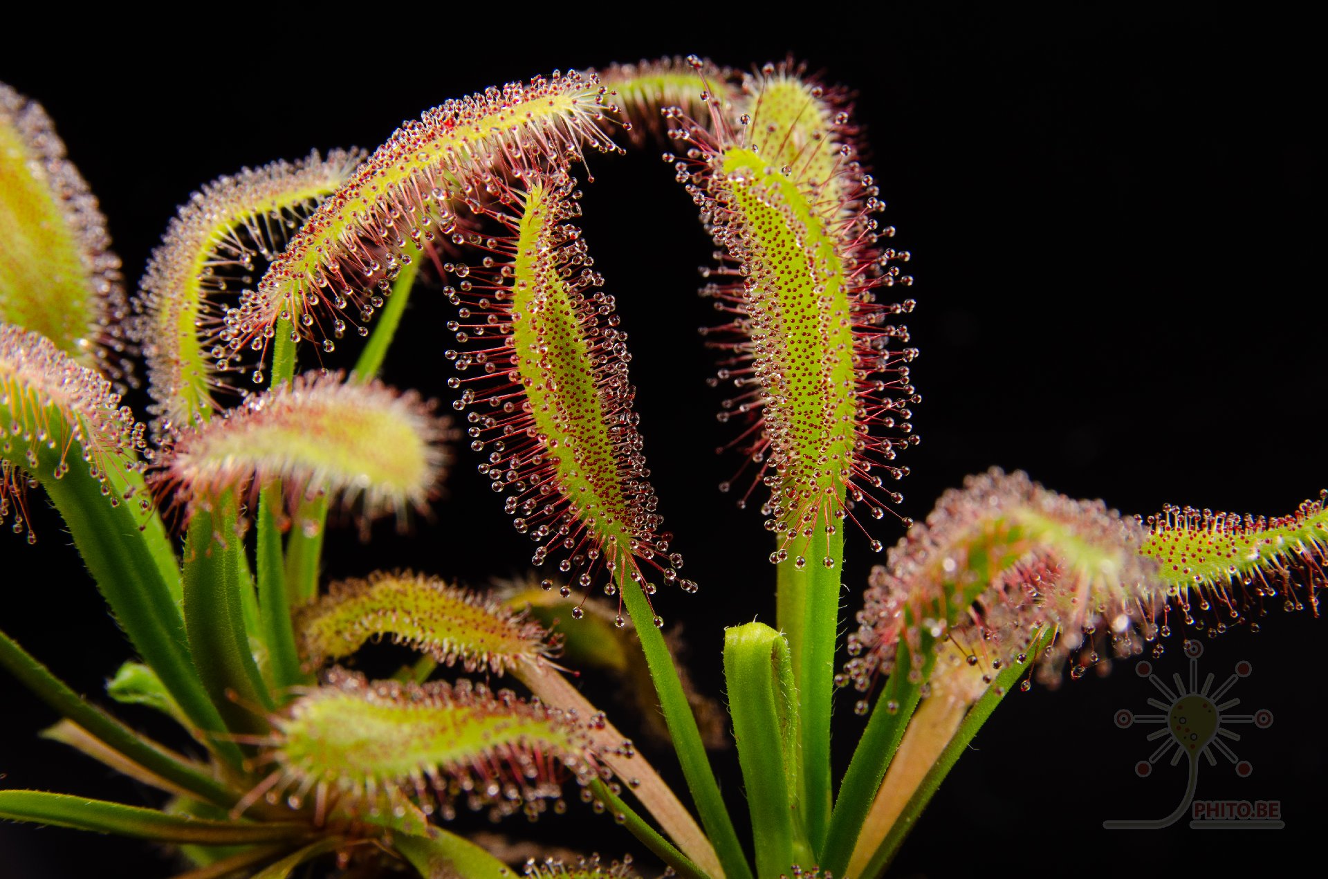 Drosera capensis 'Hercules'