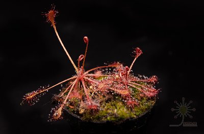 Drosera intermedia